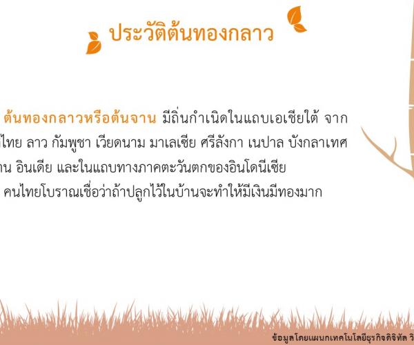 ทองกลาว