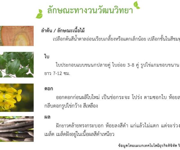 ราชพฤกษ์