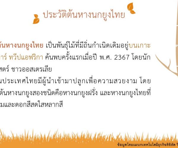 หางนกยูงไทย