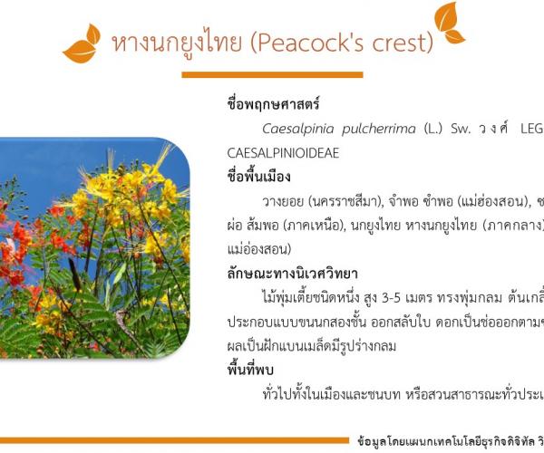 หางนกยูงไทย